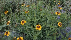 Helianthus laciniatus