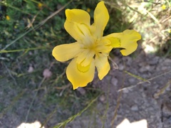 Moraea ramosissima