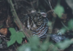 Arborophila rufogularis