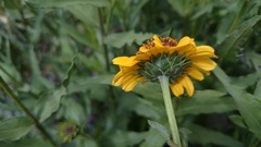 Helianthus laciniatus