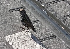 Sturnus vulgaris