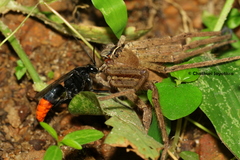Tachypompilus analis