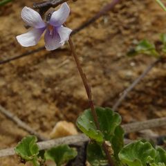 Viola silicestris