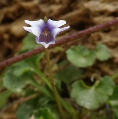 Viola silicestris