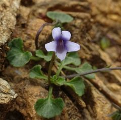 Viola silicestris