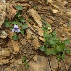Viola silicestris