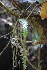 Disocactus anguliger