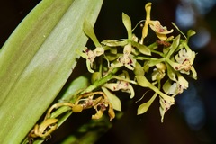 Epidendrum veroscriptum