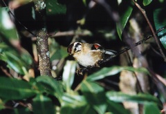 Schoeniparus castaneceps