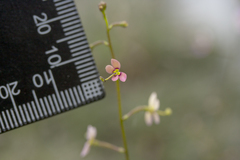 Stylidium debile
