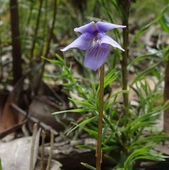 Viola silicestris