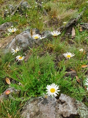 Brachyscome diversifolia