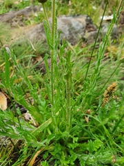 Brachyscome diversifolia