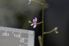 Stylidium debile