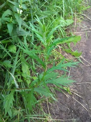 Artemisia integrifolia