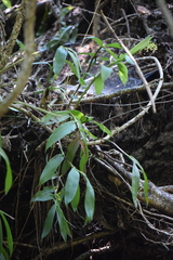 Epidendrum veroscriptum
