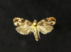 Olethreutes rusticanum