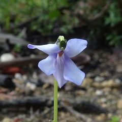 Viola silicestris