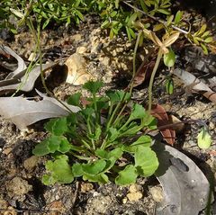 Viola silicestris