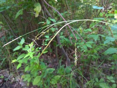 Carex arnellii