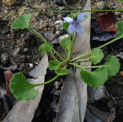 Viola silicestris