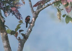 Lanius collurioides