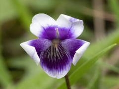 Viola eminens