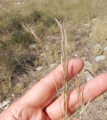 Bouteloua trifida