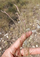 Bouteloua trifida