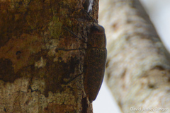 Lampetis cupreopunctata