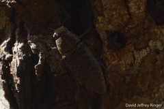 Lampetis cupreopunctata