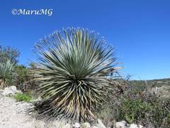 Dasylirion acrotrichum