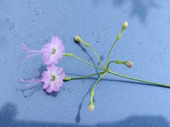 Commicarpus