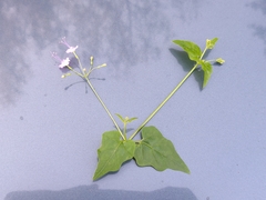 Commicarpus