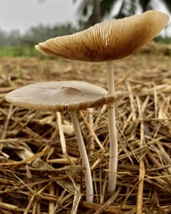 Bolbitius coprophilus