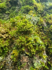 Lewinskya elegans
