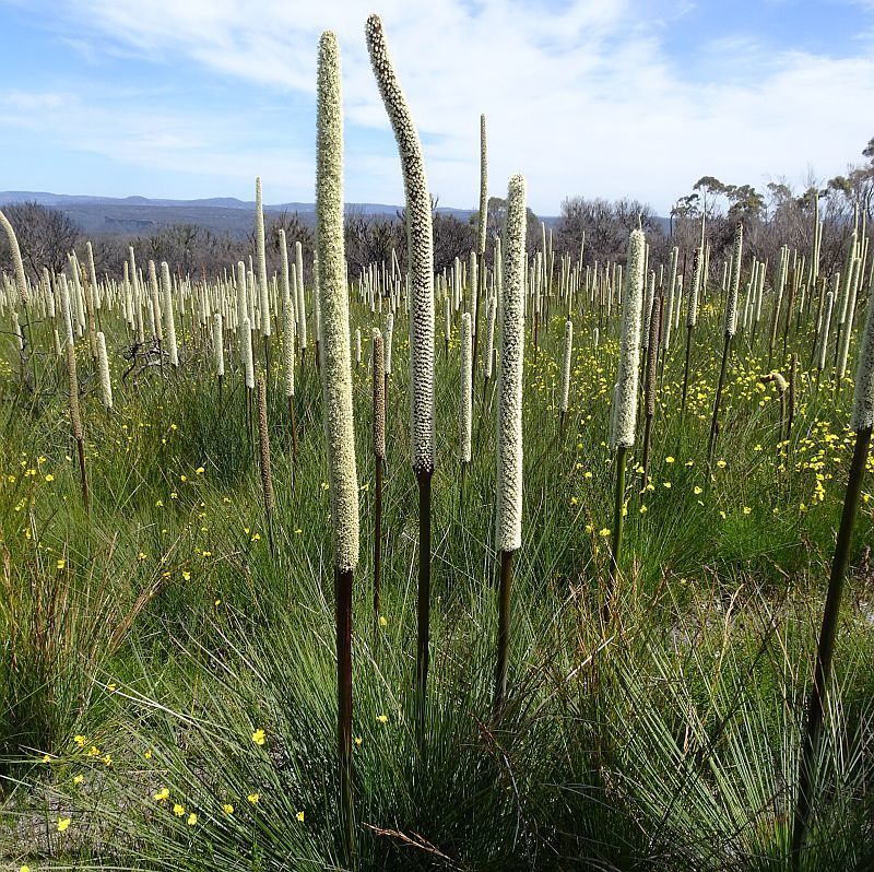 Xanthorrhoea resinosa Pers. 3