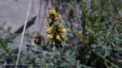 Dalea lutea