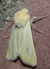 Copablepharon grandis