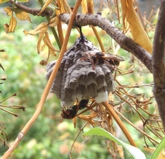 Polistes humilis humilis