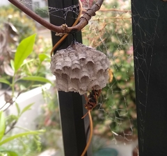 Polistes humilis humilis
