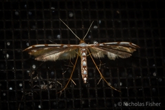 Cosmoclostis aglaodesma