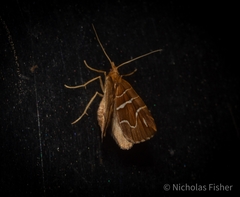 Chaetolopha leucophragma