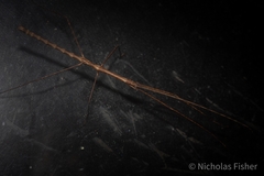 Candovia granulosa