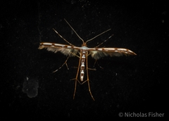 Cosmoclostis aglaodesma