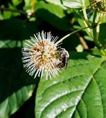 Ptilothrix bombiformis