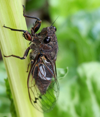 Gelidea torrida