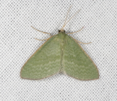 Poecilasthena euphylla