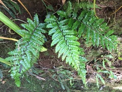 Polystichum polyblepharum
