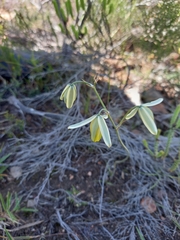 Albuca viscosa
